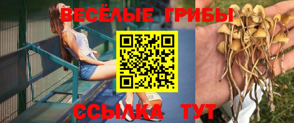 Псилоцибиновые грибы Cubensis Сухой Лог